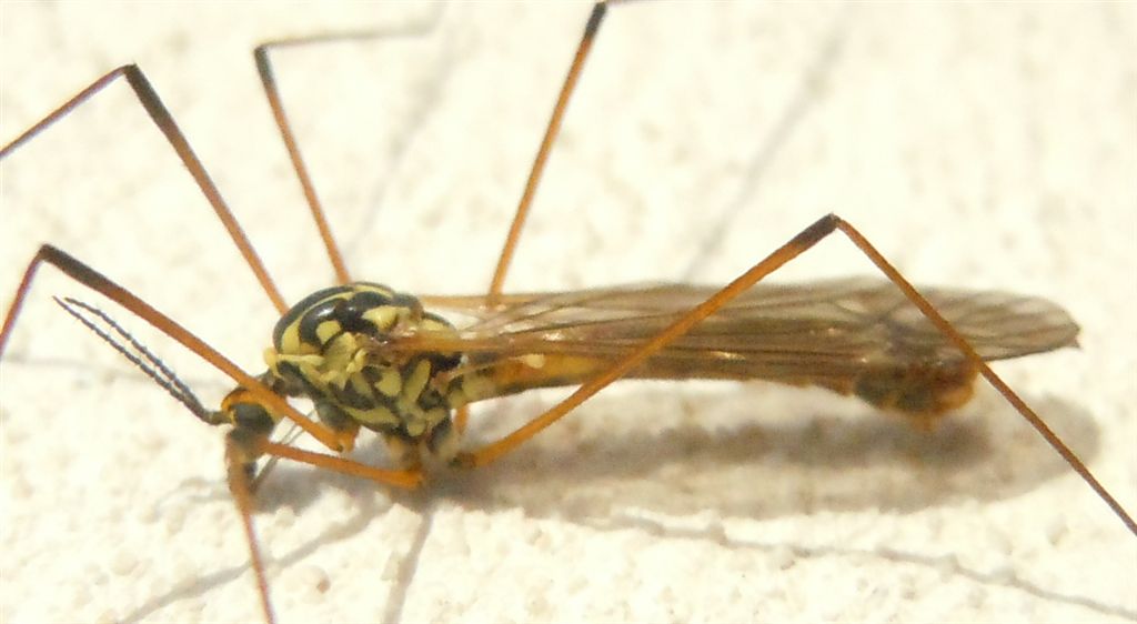 Nephrotoma appendiculata??